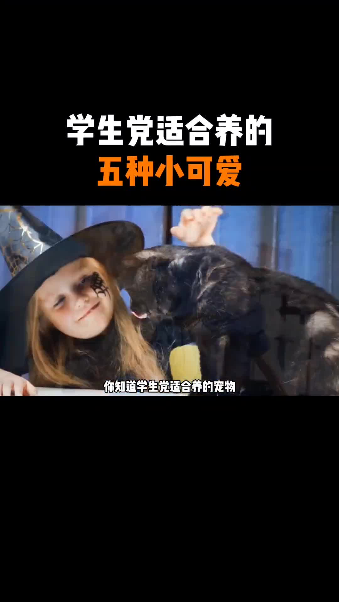 学生党适合养的五种小可爱你都养过嘛