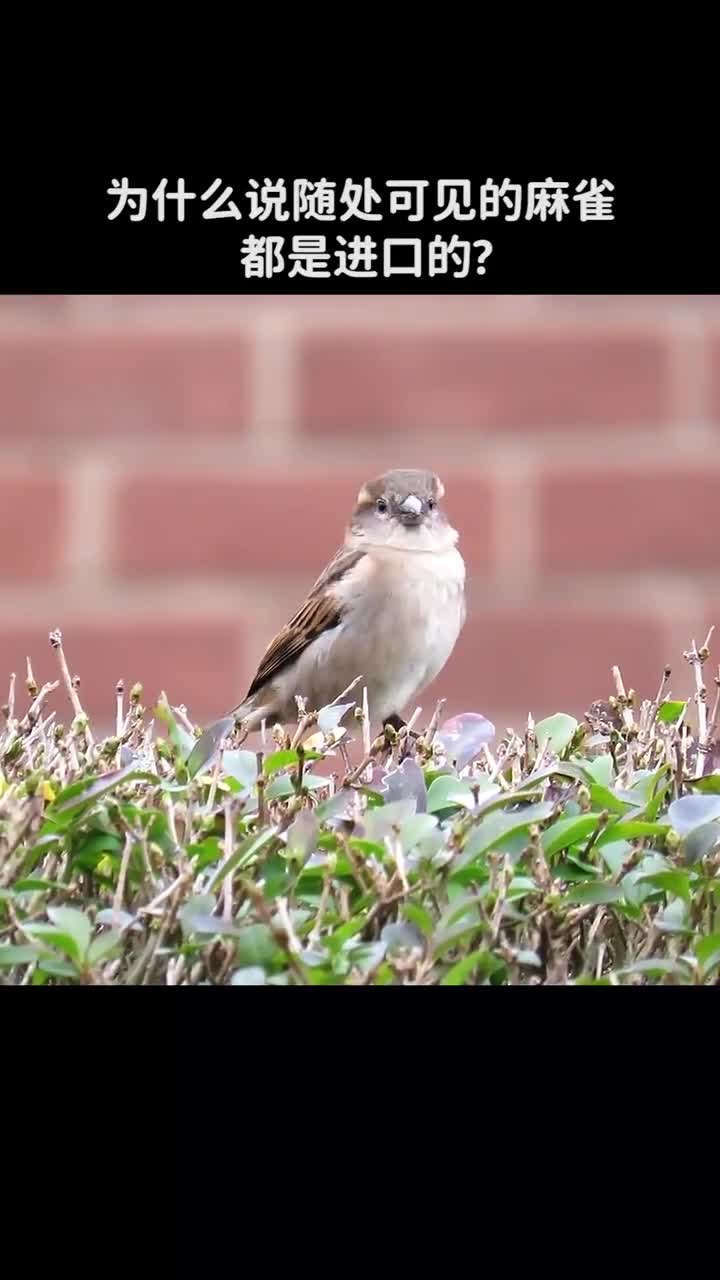为什么说随处可见的麻雀都是进口的