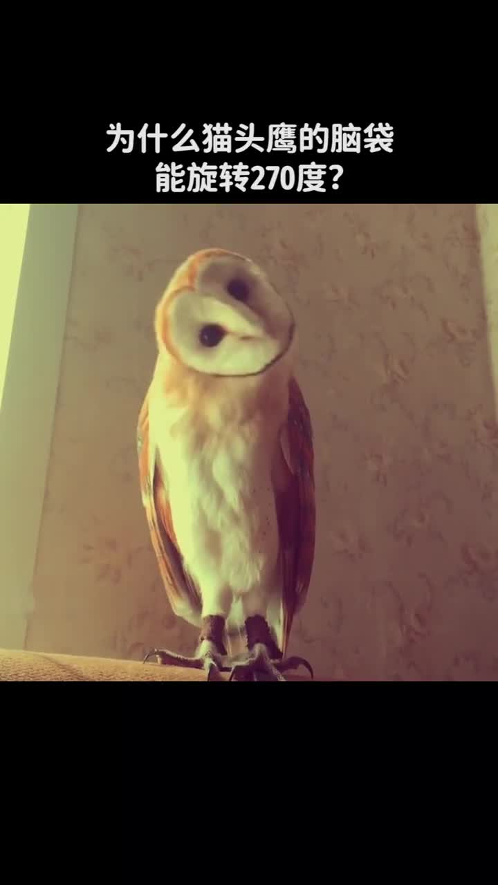 为什么猫头鹰的脑袋可以旋转270度