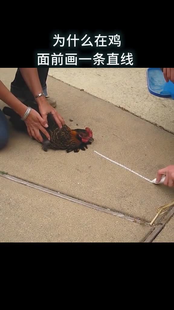 为什么在鸡面前画条直线鸡就会定在那儿