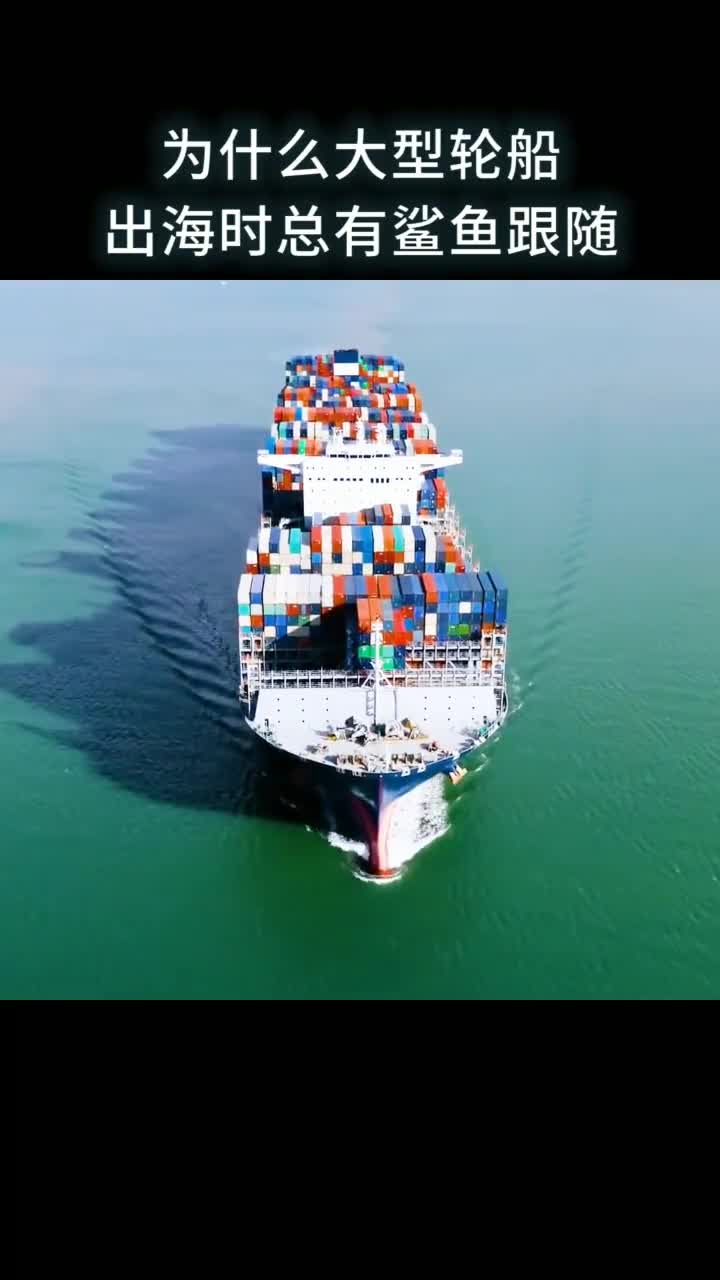为什么大型轮船出海时总有鲨鱼跟随
