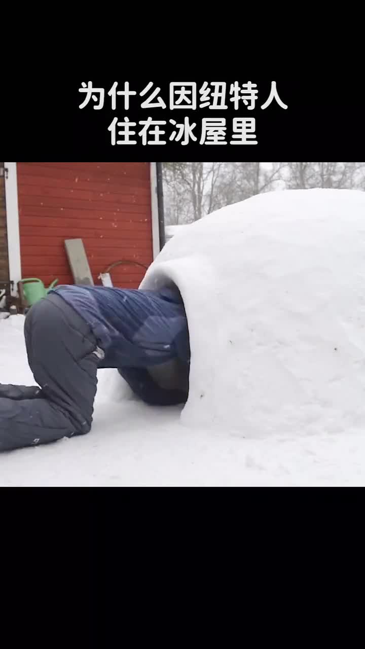 为什么因纽特人住在冰屋里难道不冷