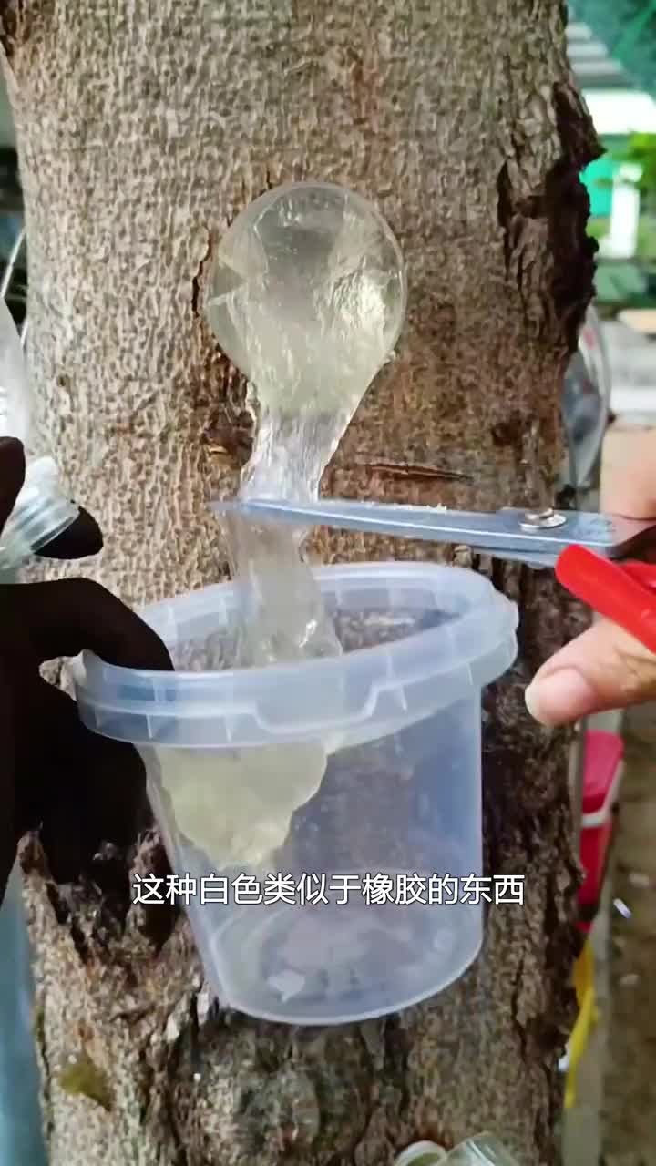 原来这就是传说中的雪燕你见过吗