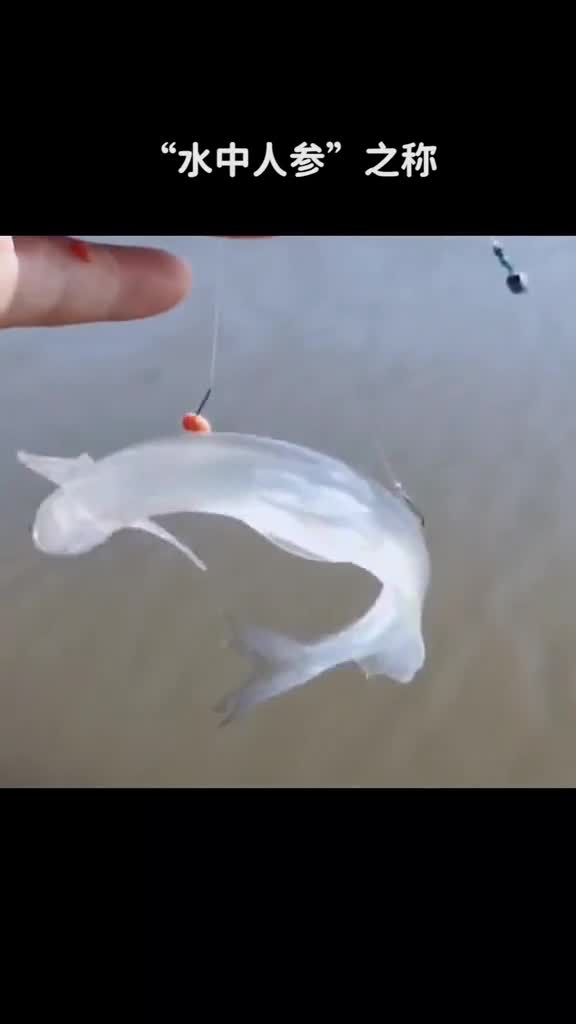 这种鱼有着水中人参之称