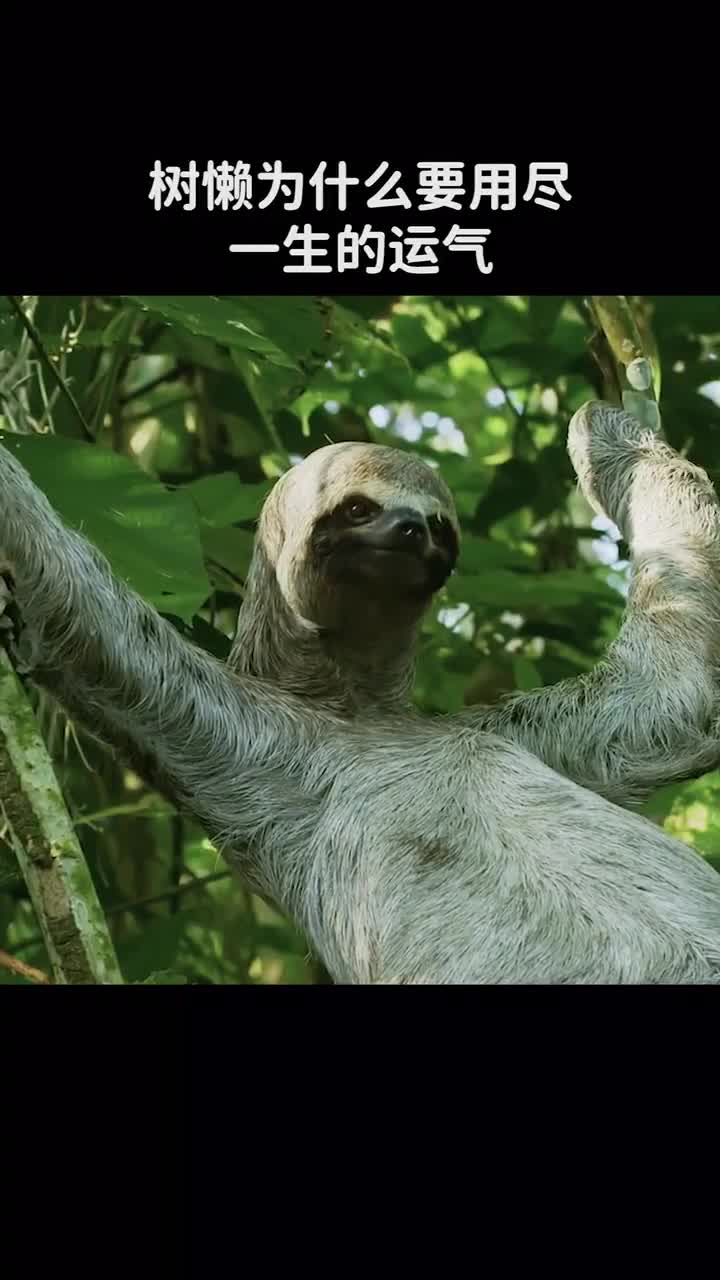 树懒为什么要用尽一生的运气在同一个坑里便便
