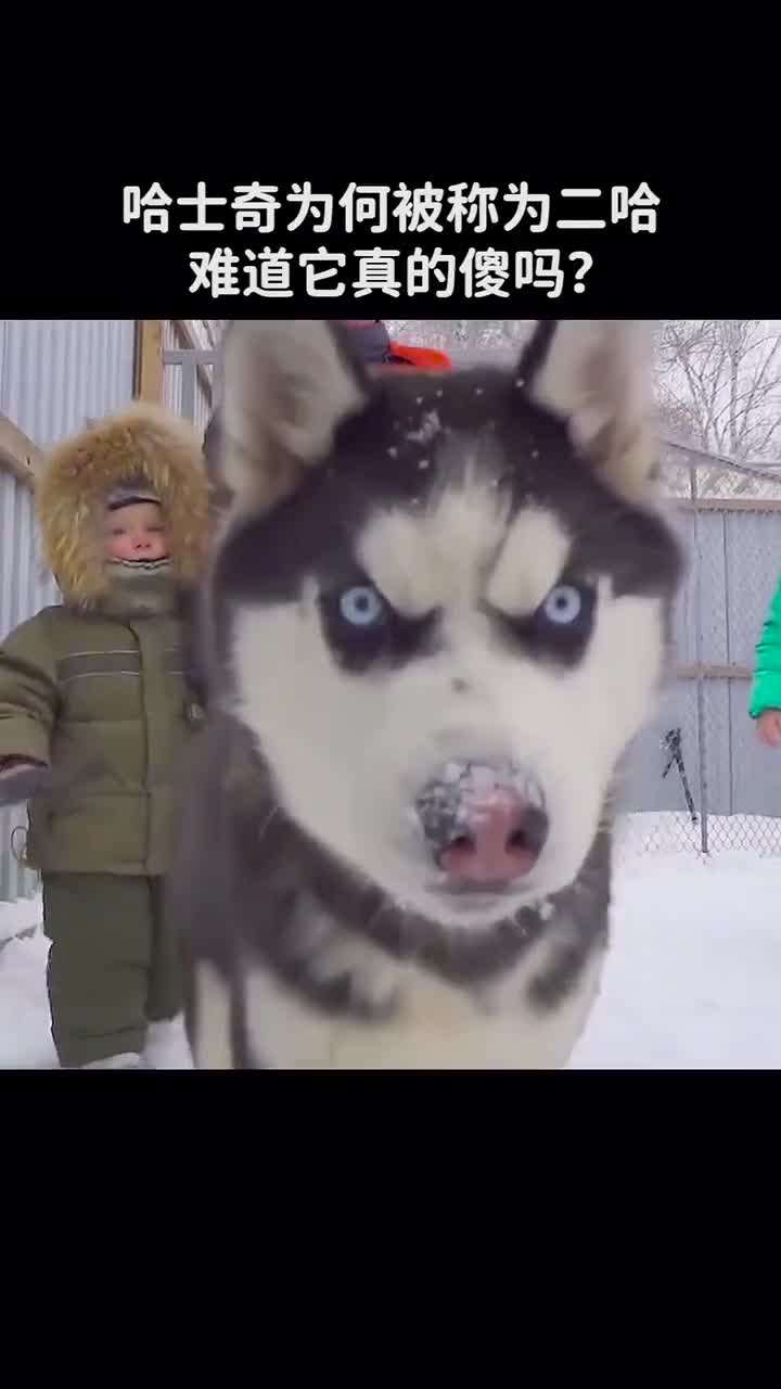 哈士奇为何被称为二哈难道它真的傻吗
