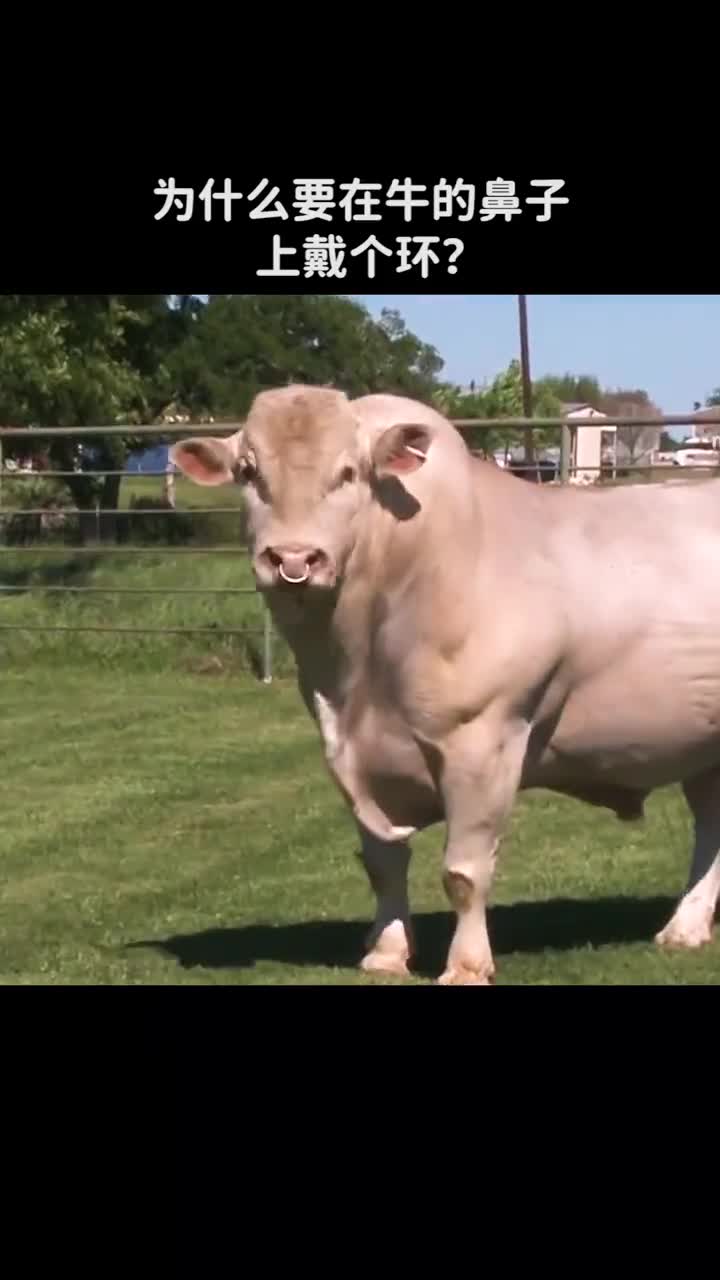 为什么要在牛鼻子上套个环