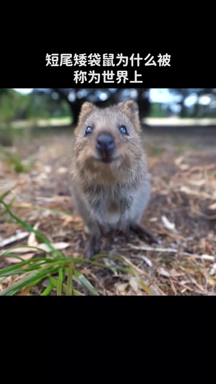 短尾矮袋鼠为什么被称为世界上最快乐的动物