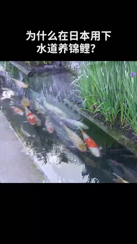 为什么在日本用下水道养锦鲤