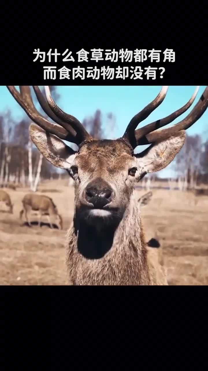为什么食草动物都有角而食肉动物却没有