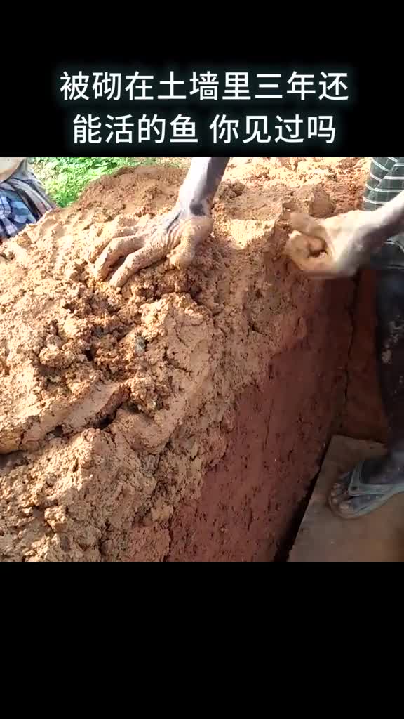 被砌在土墙里三年还能活的鱼你见过吗