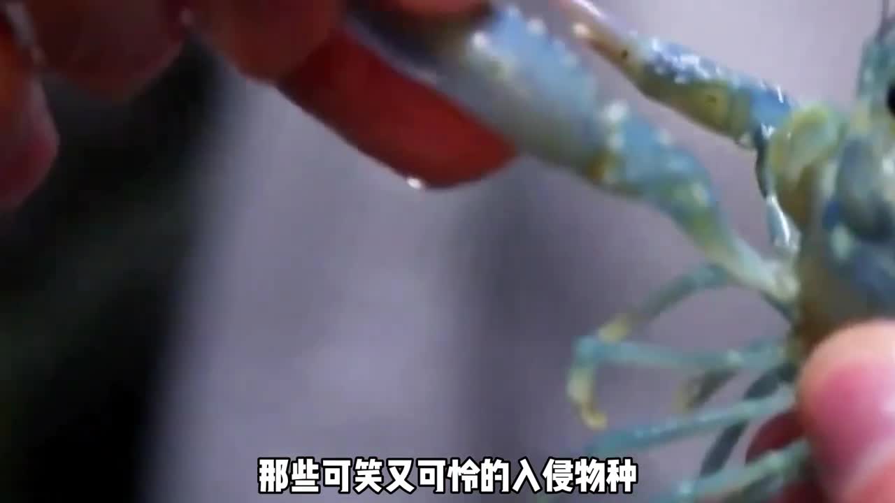 最悲催的入侵物种被吃到快要灭绝