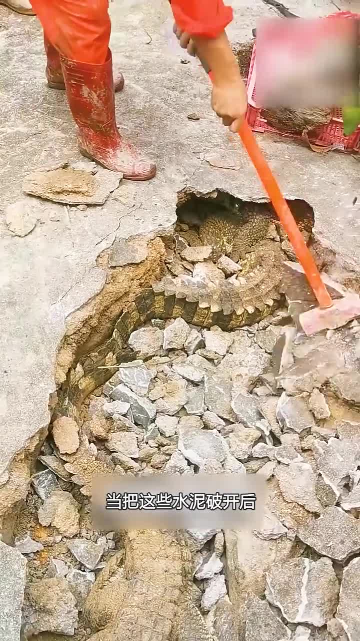 鳄鱼为什么会躲进水泥地下面