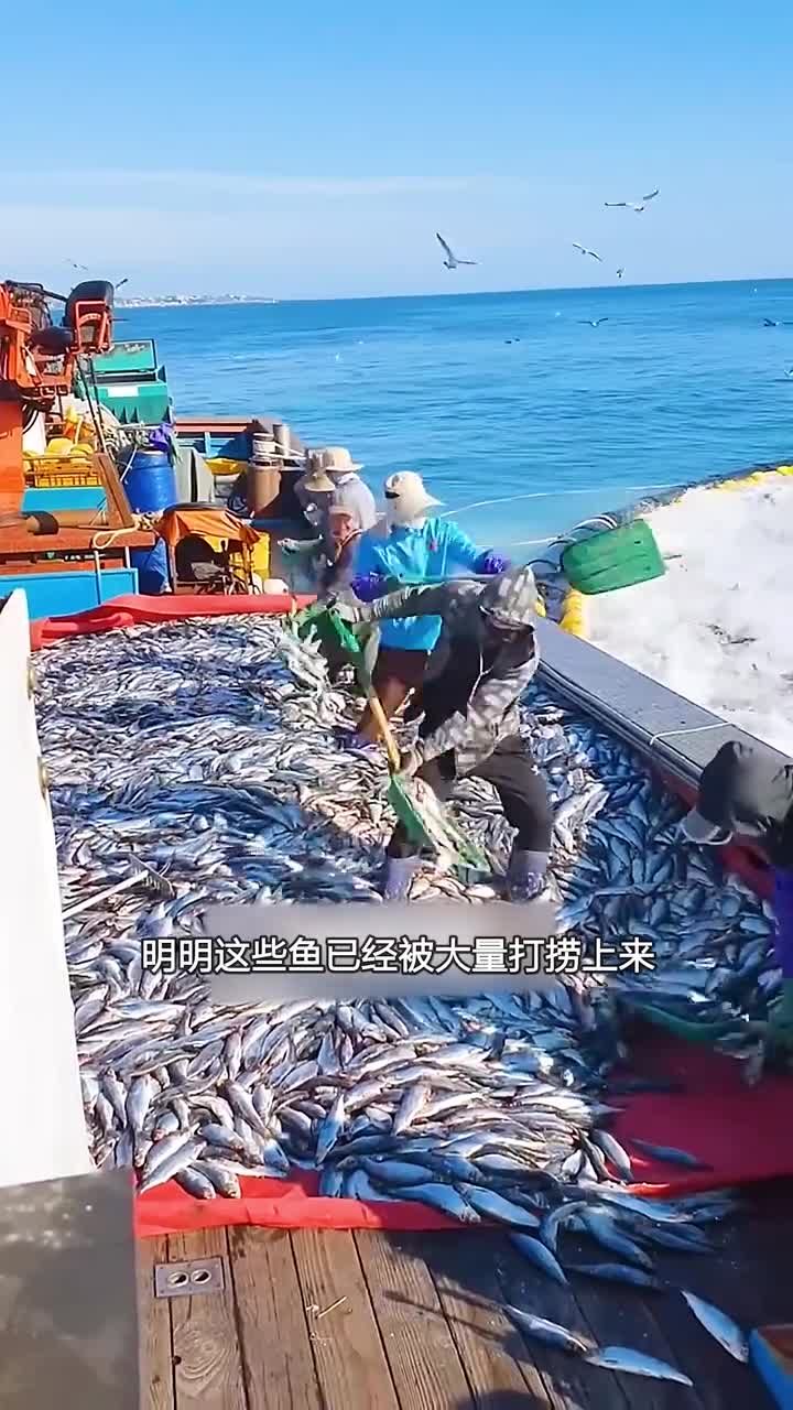 鱼为什么又被丢入大海