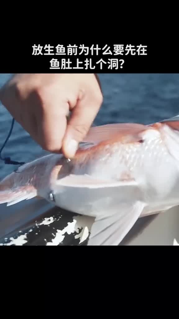 放生鱼前为什么要先在鱼肚上扎个洞