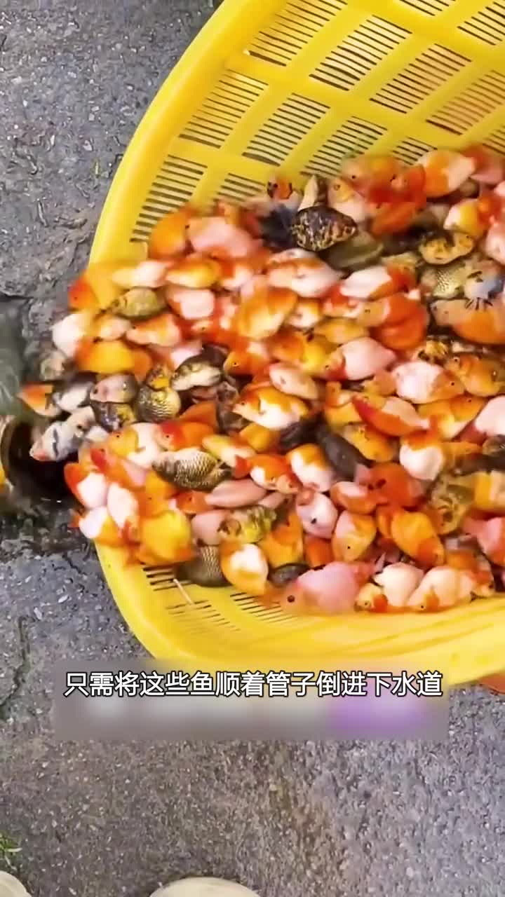 将鱼养在下水道里不要太奇葩