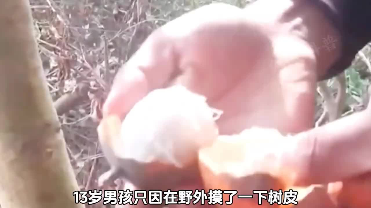 盘点世界上最危险的树任何一个都会颠覆你的认知