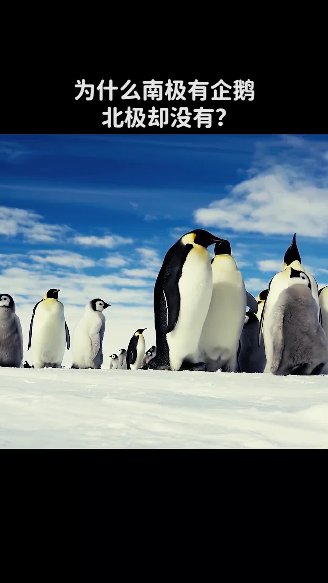 为什么南极有企鹅北极却没有