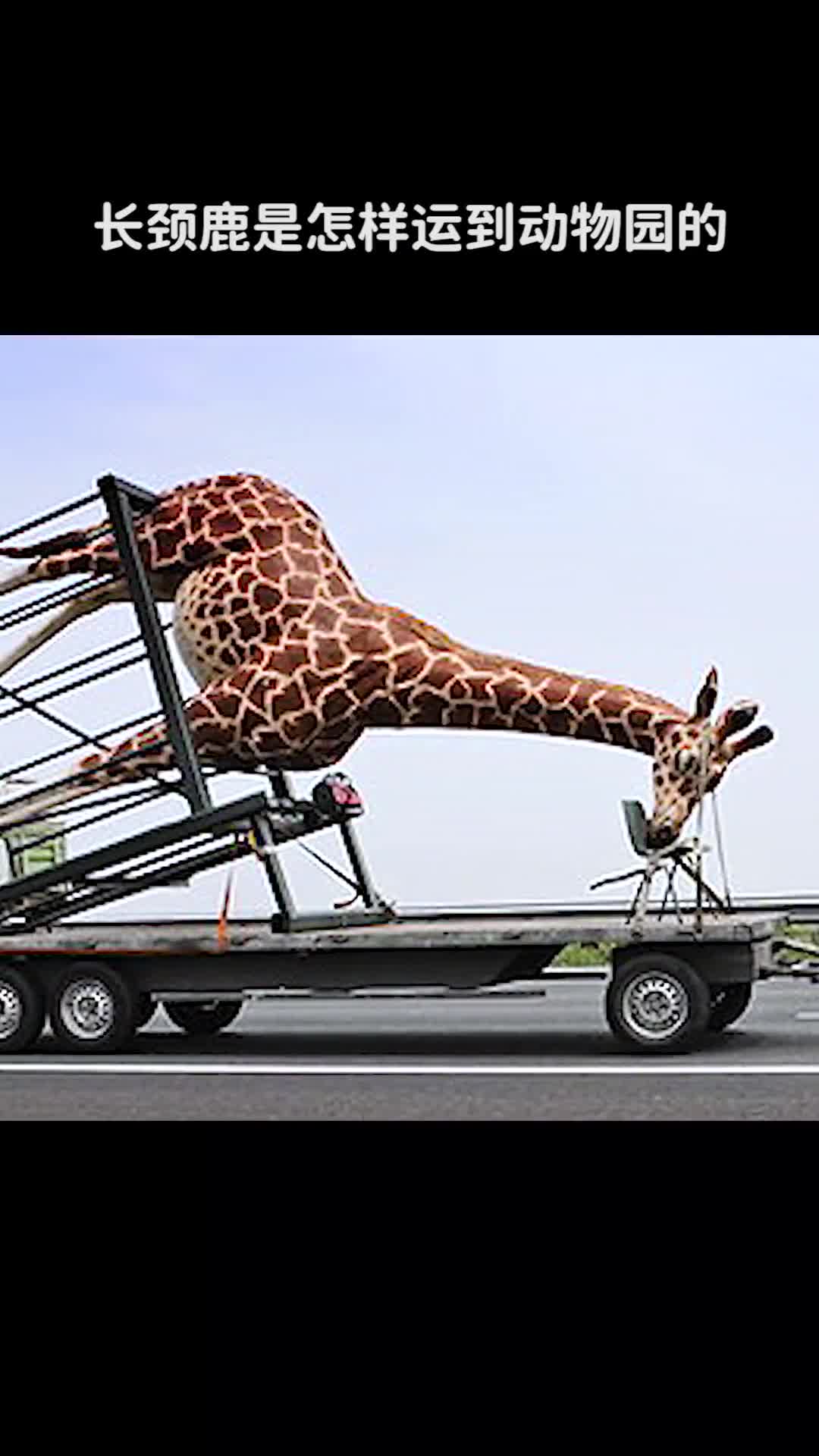 长颈鹿是怎样运到动物园的
