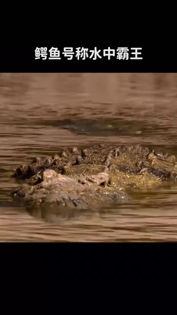 鳄鱼号称水中霸王为什么不敢吃河马