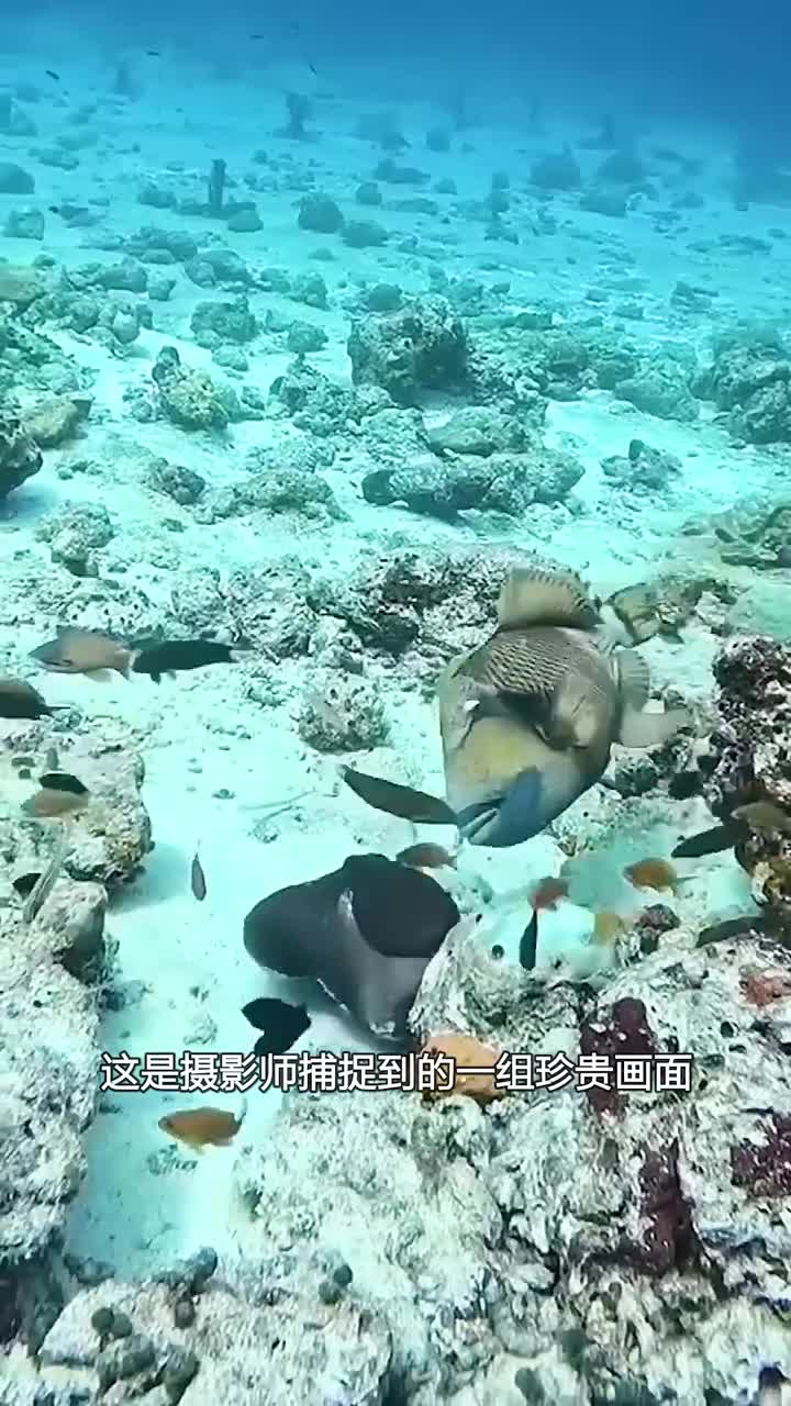 鱼儿对章鱼好奇只能吃墨水