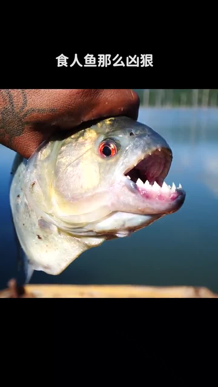 食人鱼那么凶狠为什么没能成为亚马逊河的霸主呢