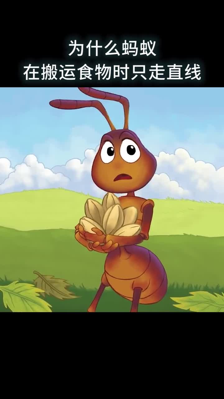 为什么蚂蚁在搬运食物时只走直线