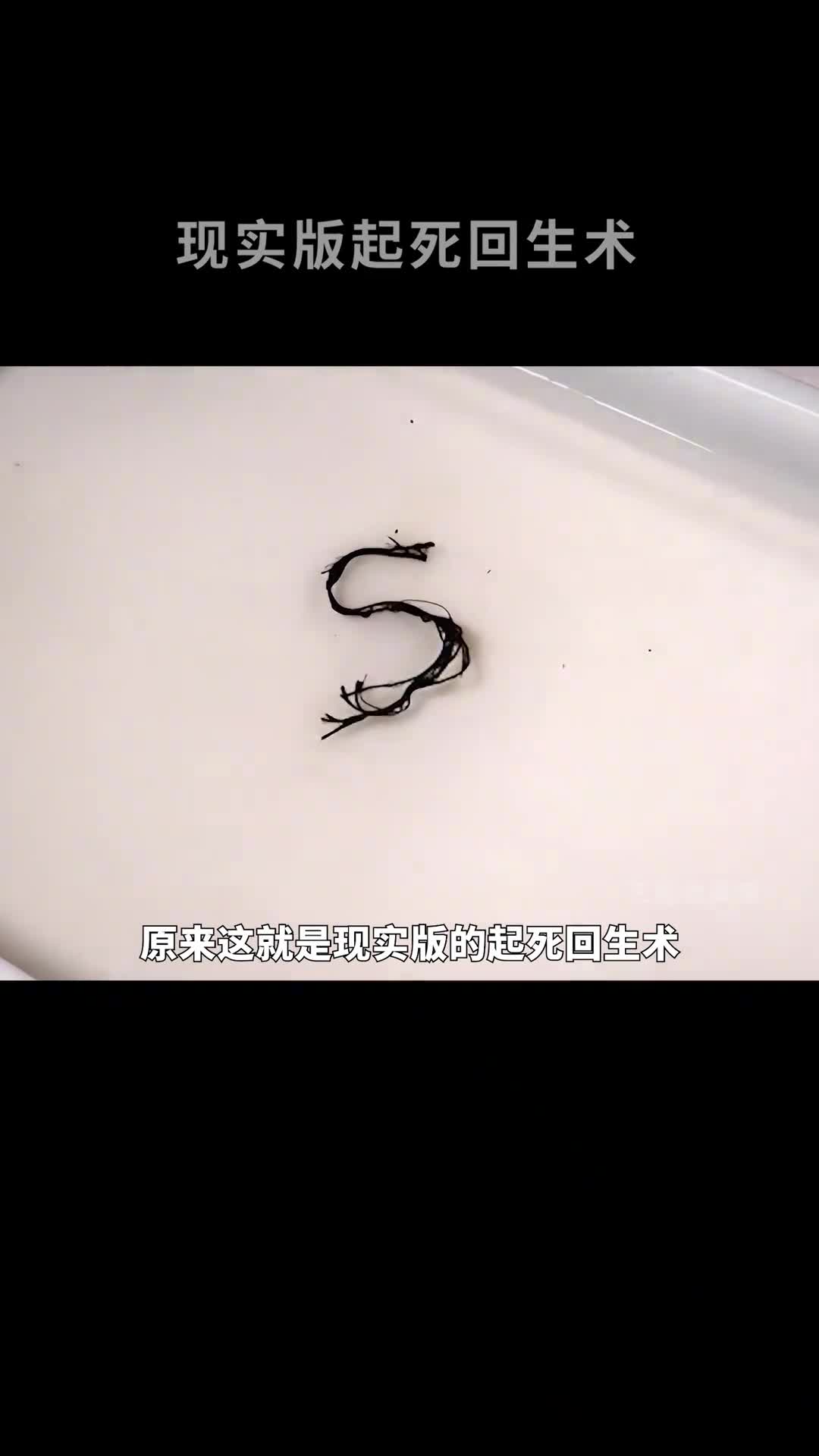 现实版复活术让断更千年的论语再次更新