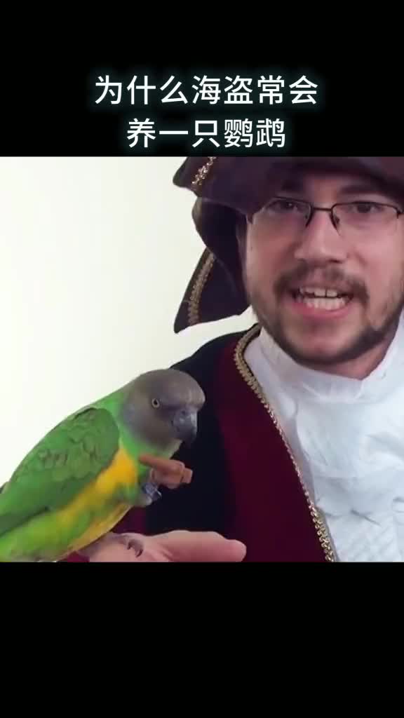 为什么海盗常会养一只鹦鹉