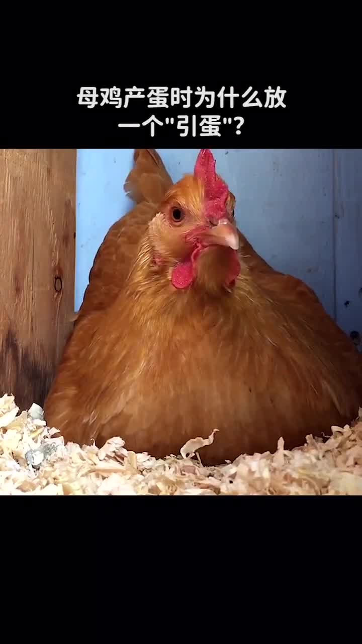 母鸡产蛋时为什么要先放一个引蛋