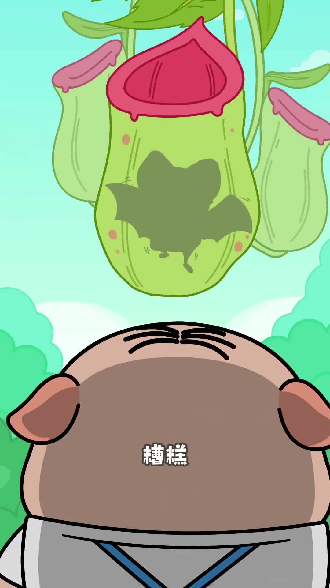 猪笼草竟然是做生意大佬小鸡叫叫