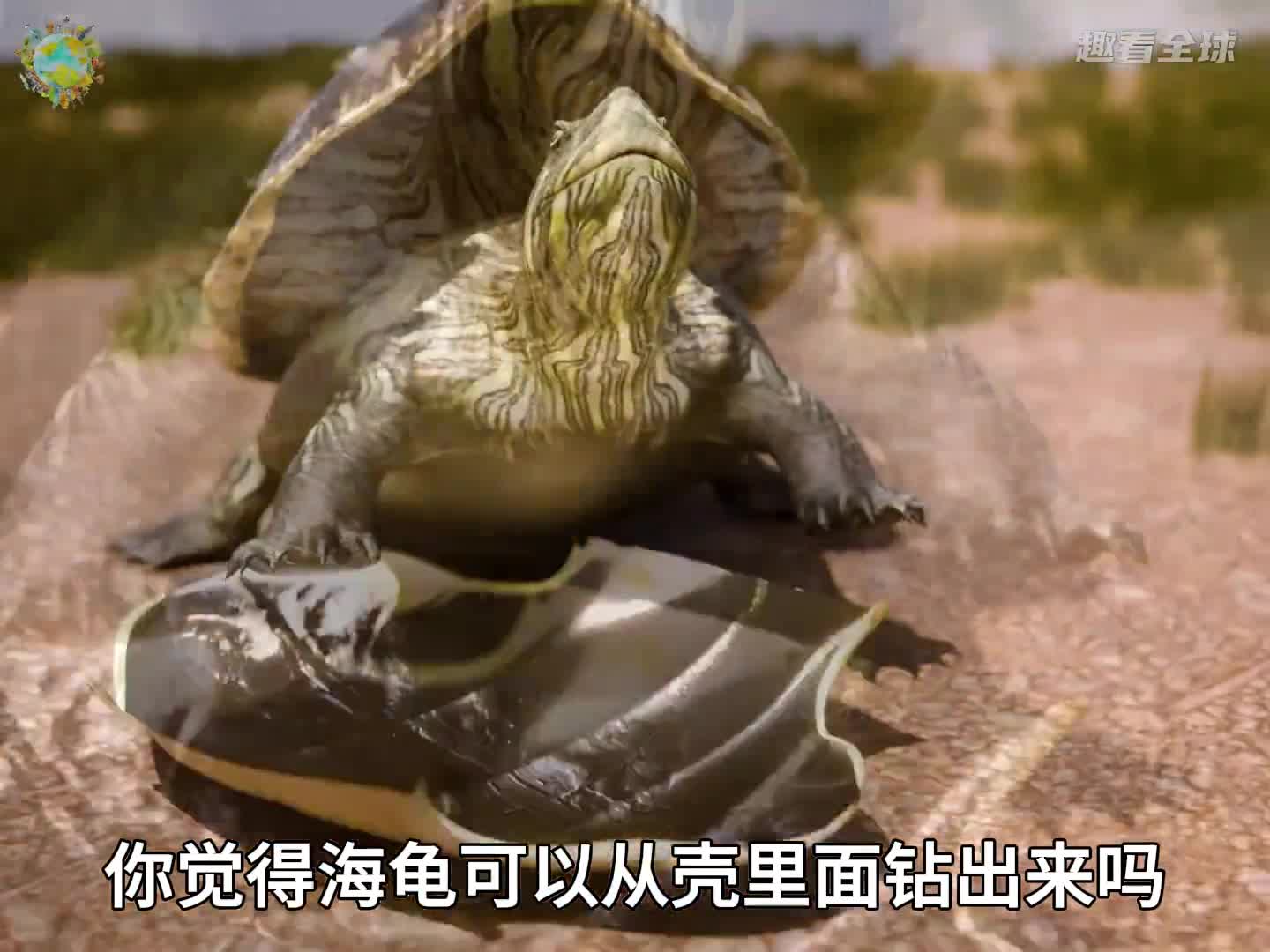 脱壳海龟真的存在吗