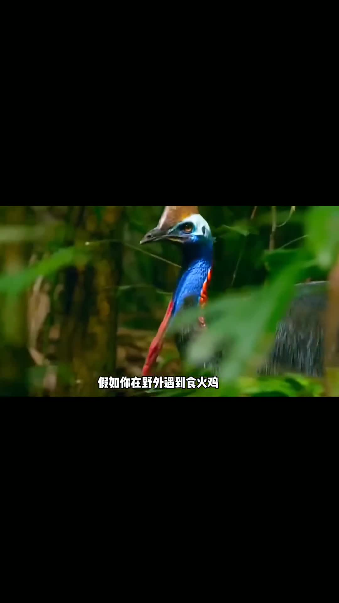 假如你在野外遇到食火鸡应该怎么办