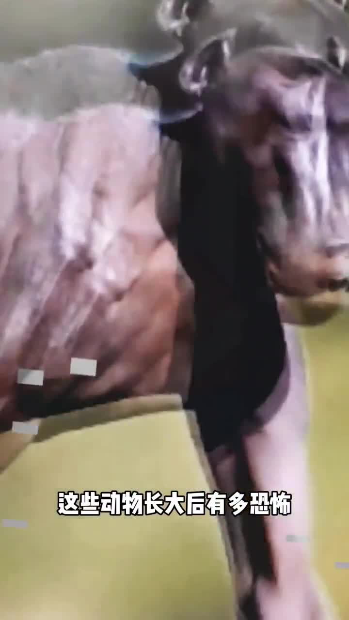 这些动物长大后竟然这么恐怖