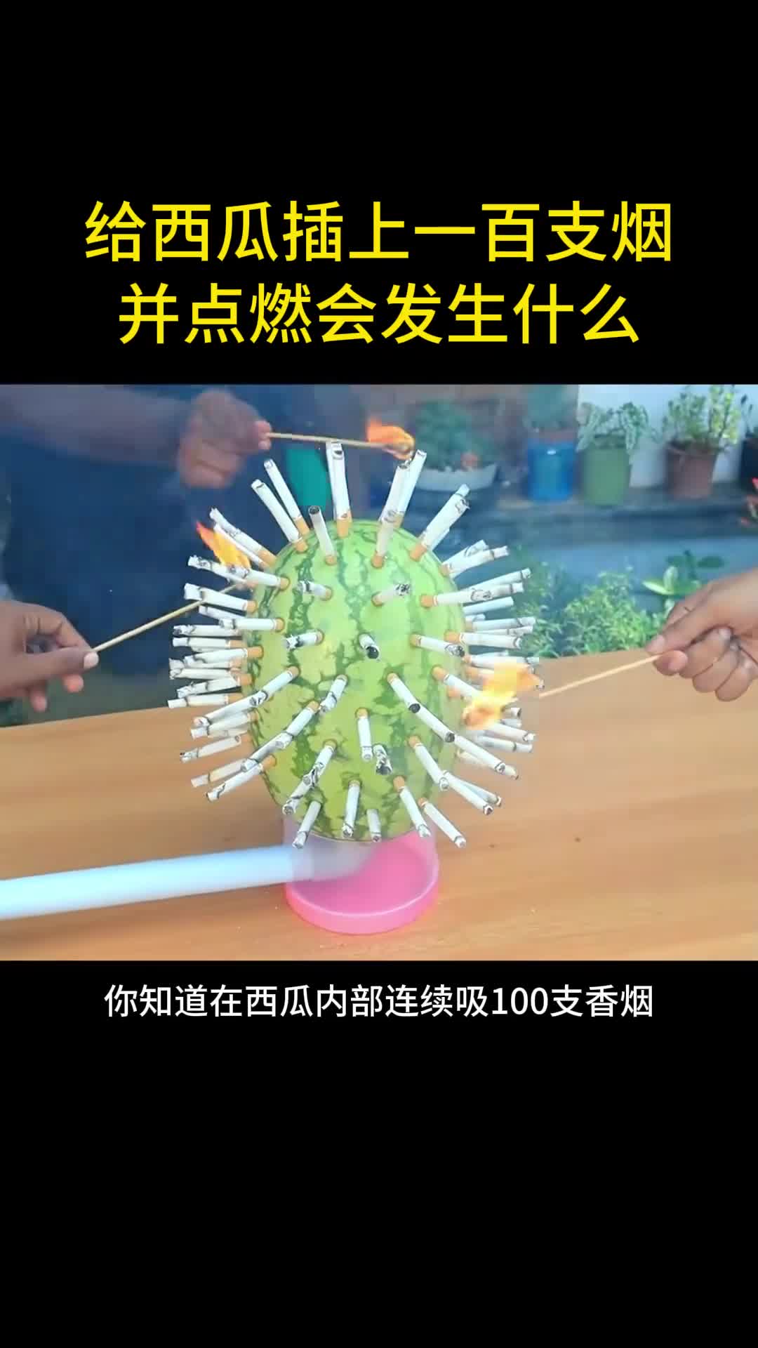给西瓜抽一百支烟会发生什么