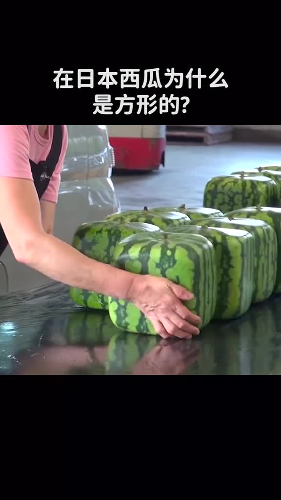 日本把西瓜种成方形切开后