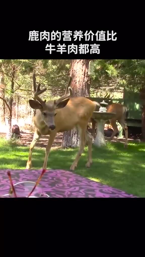 鹿肉营养价值这么高为什么没人吃