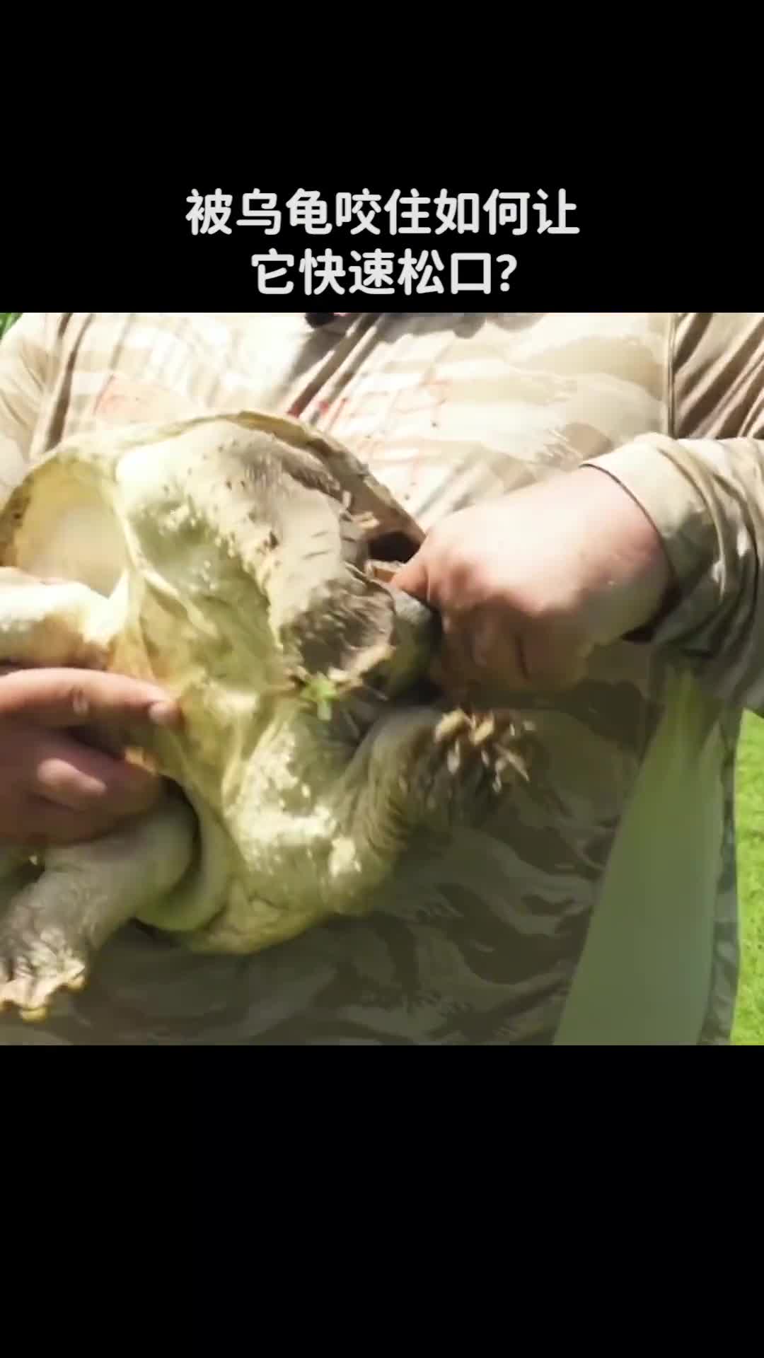 被乌龟咬住如何让它快速松口