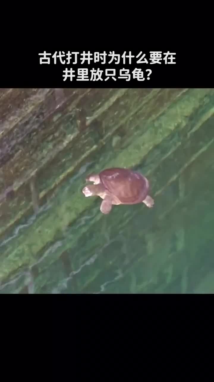 古代打井时为什么要在井里放只乌龟