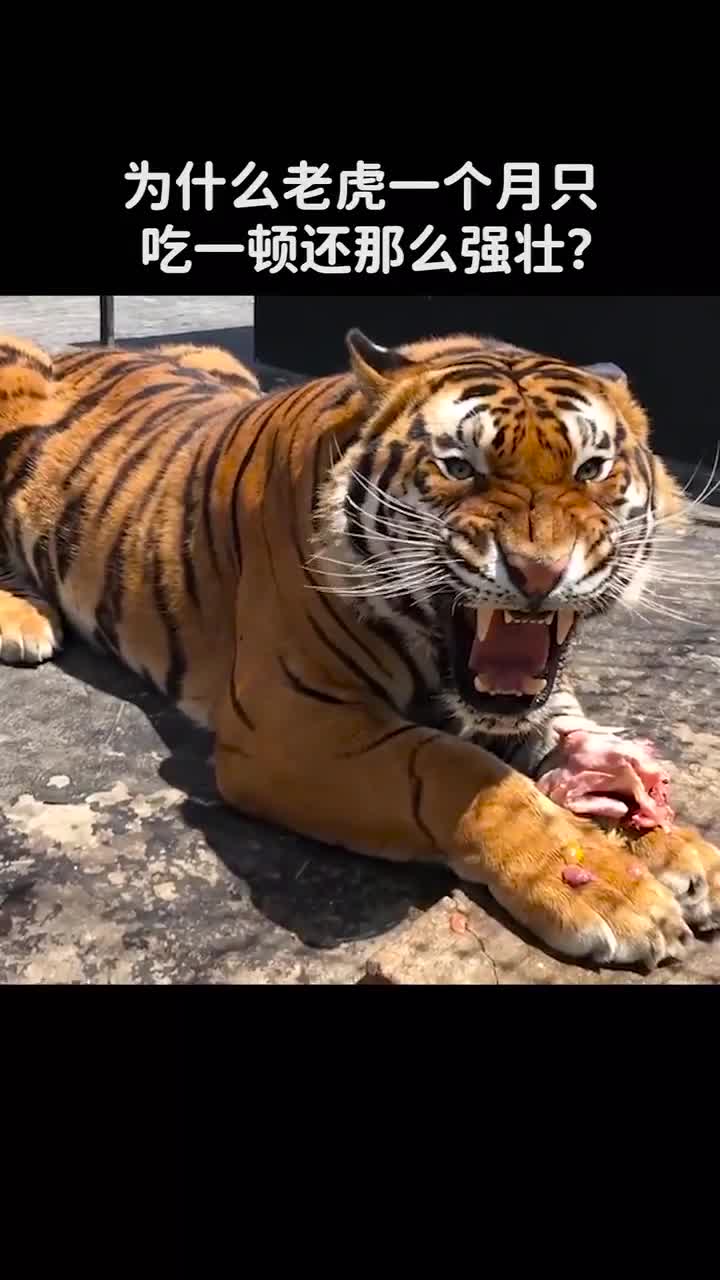 老虎一个月只吃一顿为何还那么强壮
