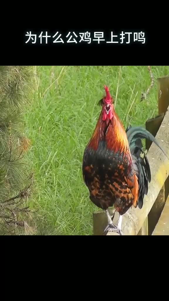 为什么公鸡早上打鸣其他时间公鸡会打鸣吗