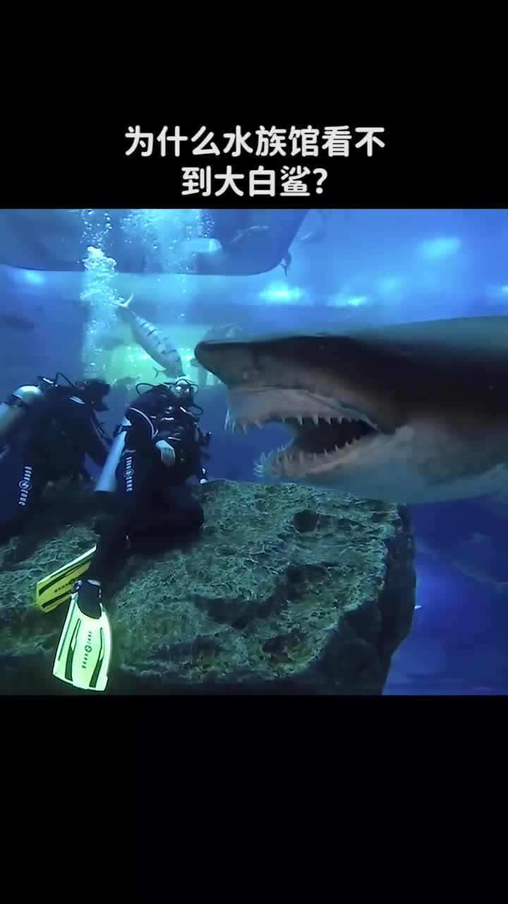 为什么水族馆看不到大白鲨呢