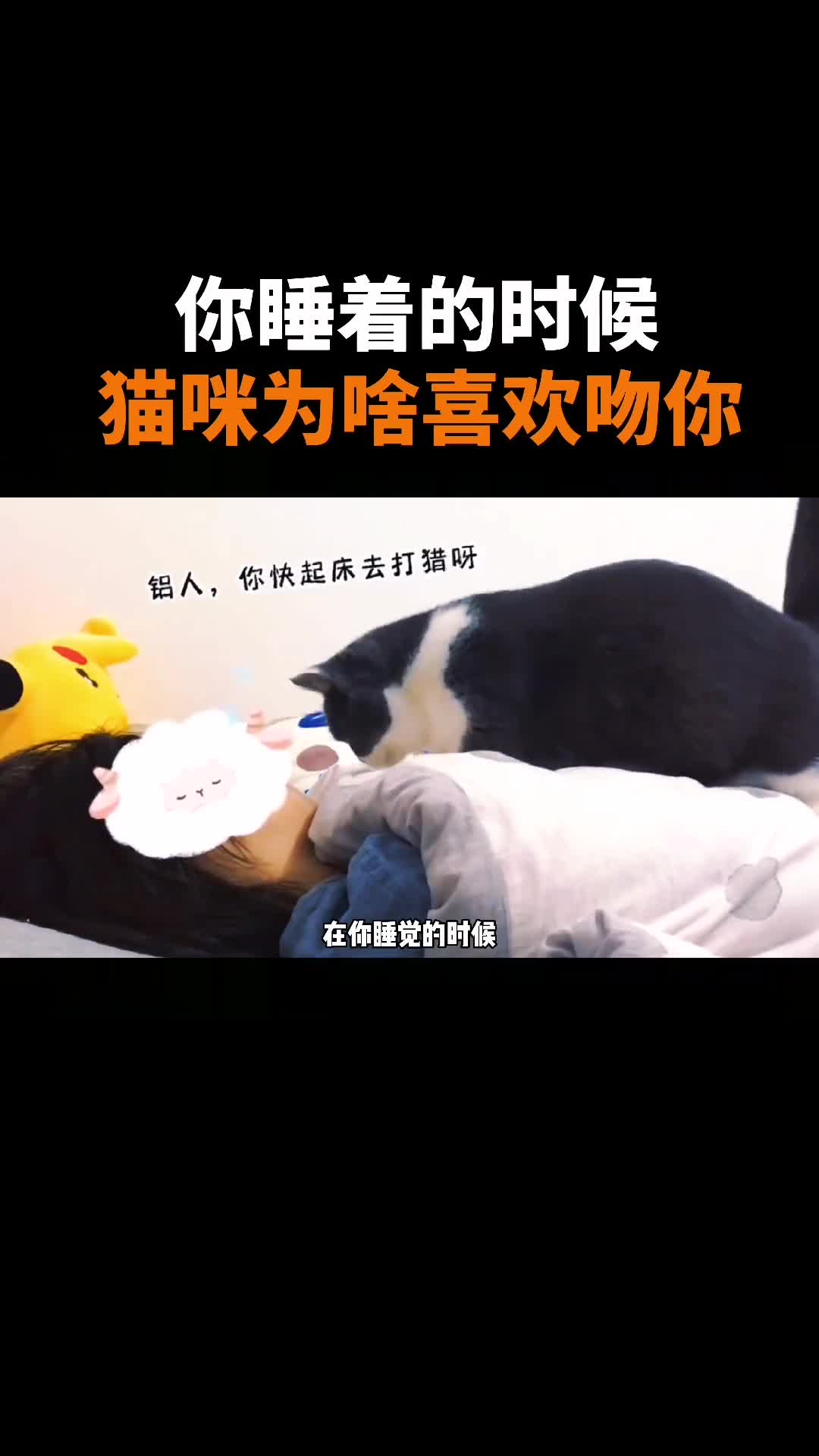 在你睡觉的时候猫咪为什么喜欢过来吻你