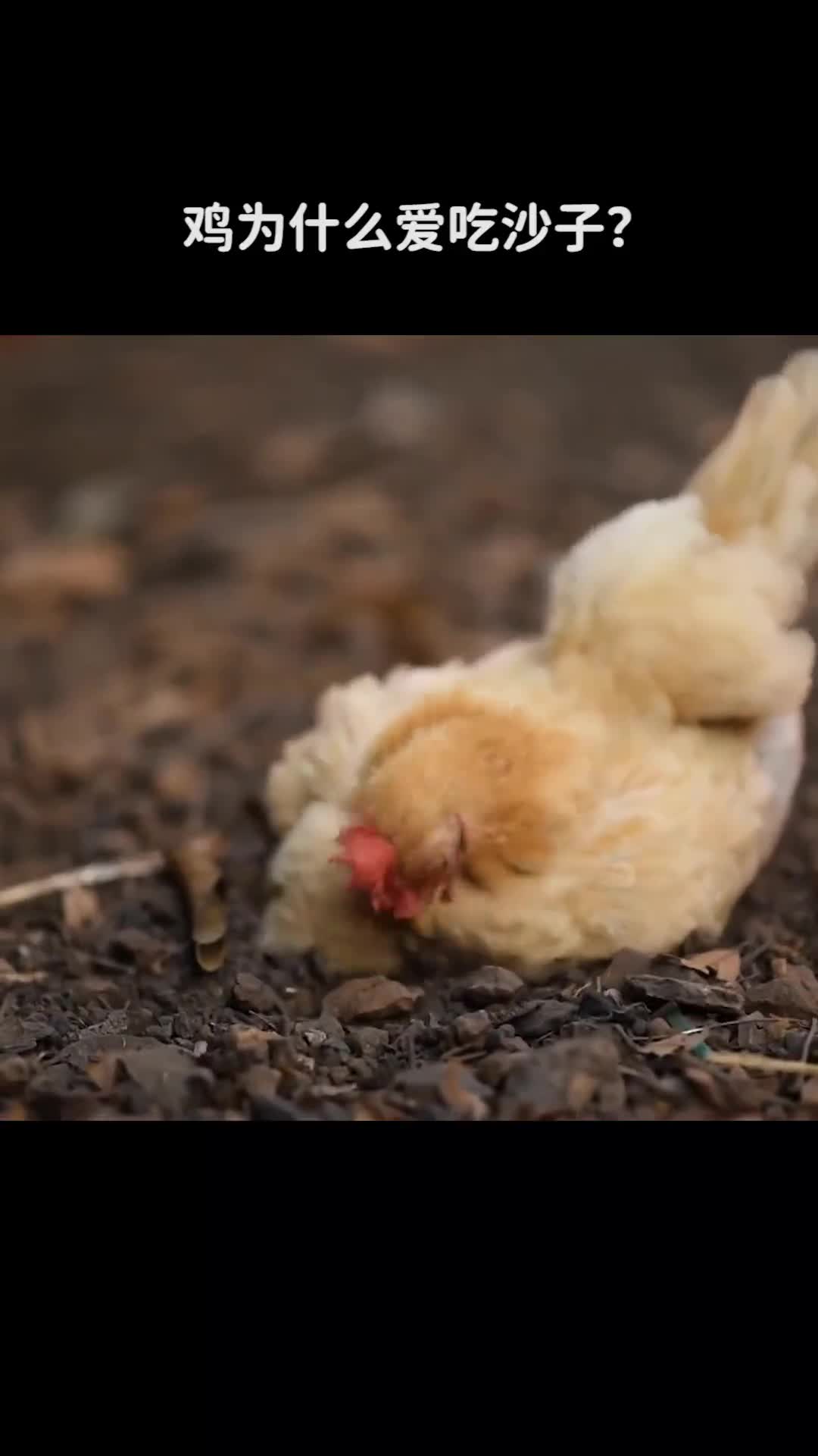 鸡为什么爱吃沙子