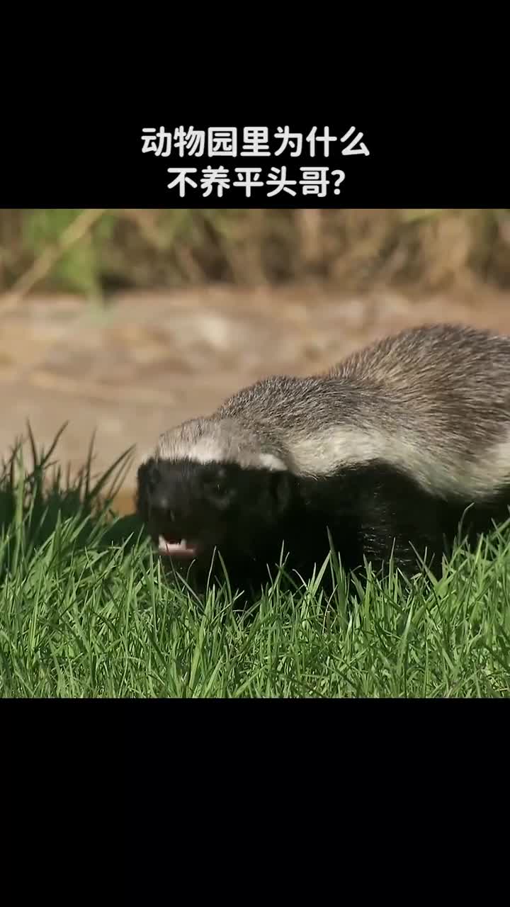 动物园里为什么不养平头哥