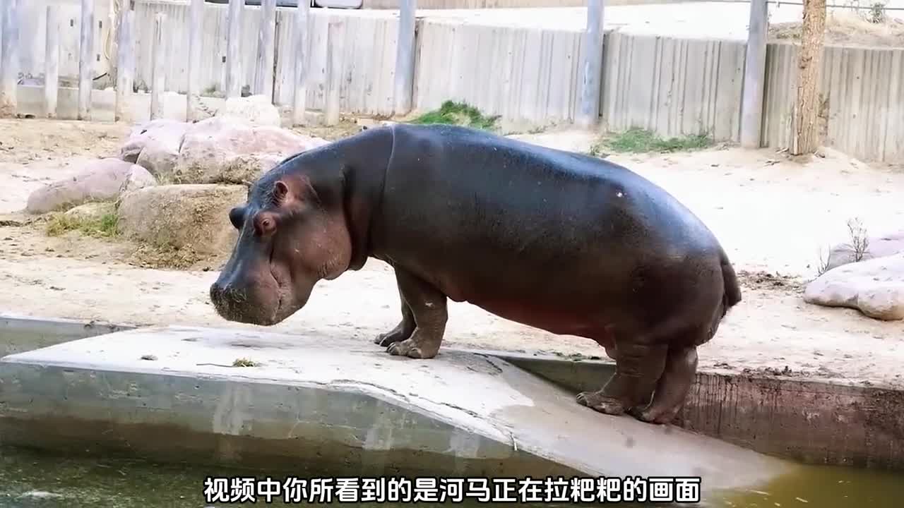 河马喷粪河马拉粑粑为什么会不停摆动尾巴