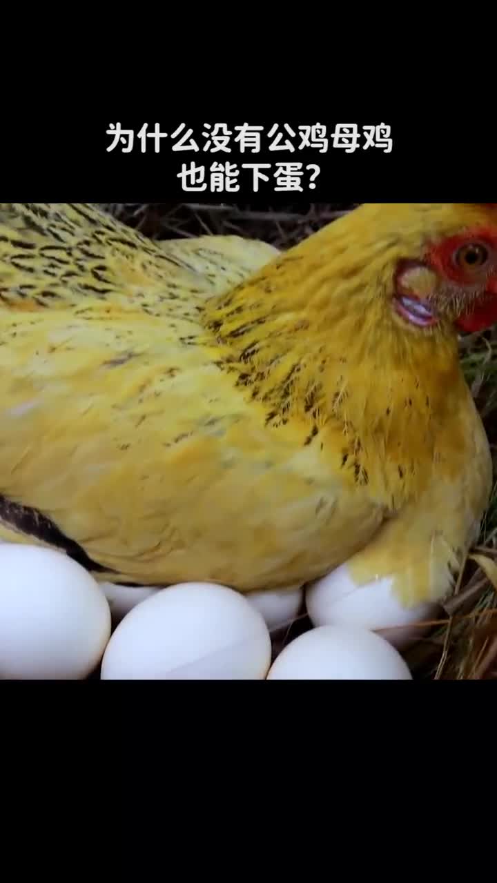 为什么没有公鸡母鸡也能下蛋