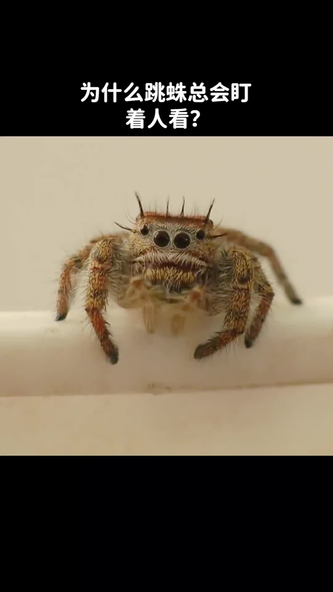 为什么跳蛛总是盯着人看