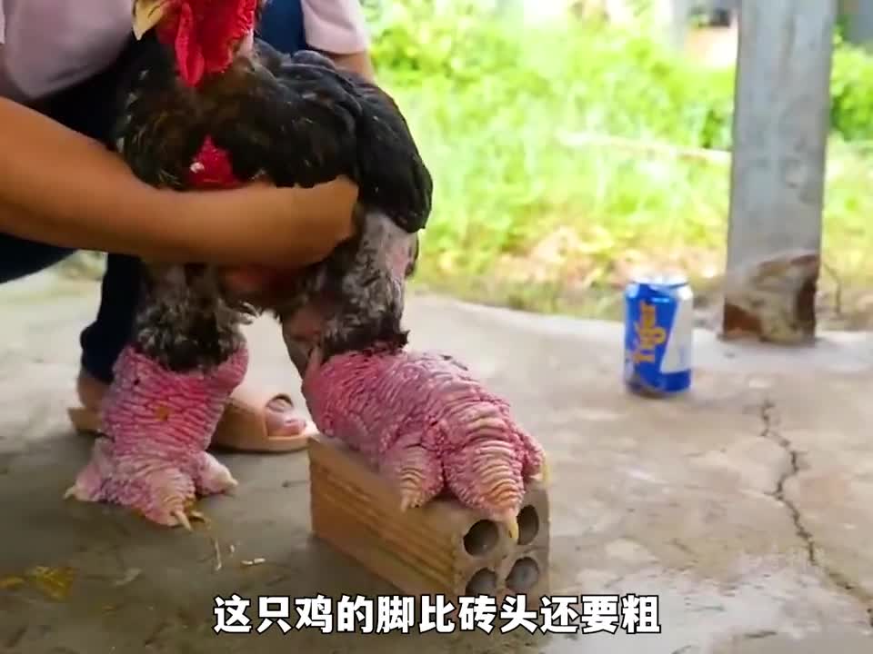 这才是真正的鸡中霸王