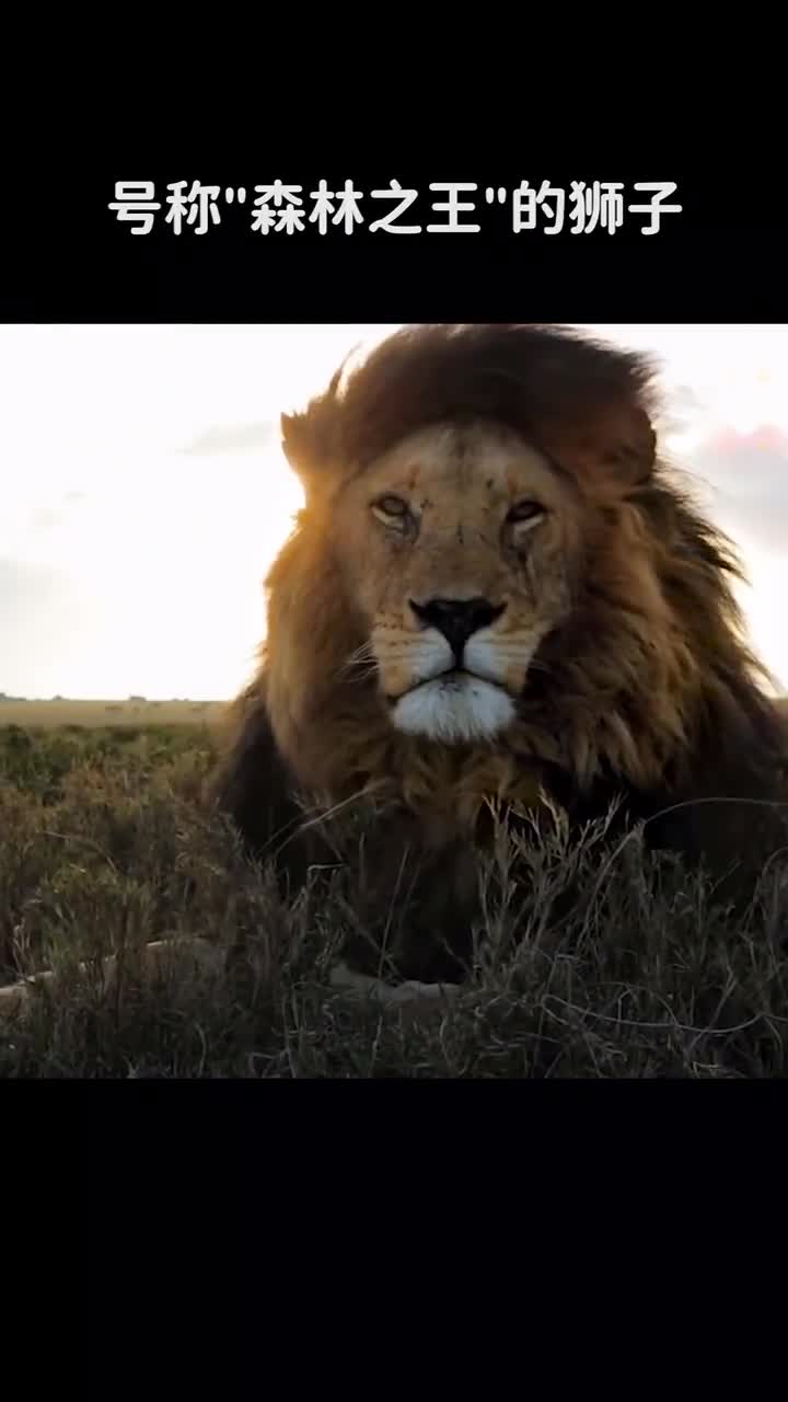 号称森林之王的狮子为什么晚年会被饿死